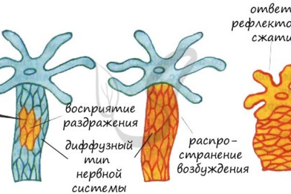 Клир блэк спрут bs2webs top