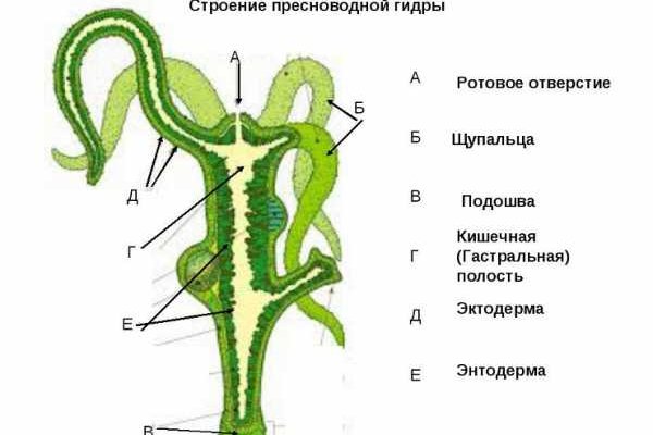 Black sprut телеграм отзывы